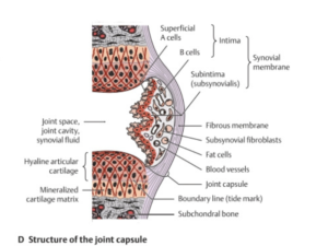 Structure de la capsule articulaire