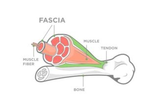 Le fascia et l'ostéopathie