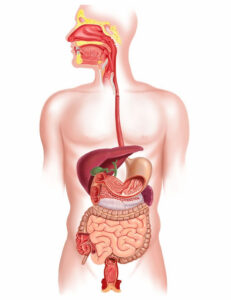Normalisation des reflux gastro-oesophagien en ostéopathie